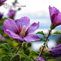 بذر گل پنیرک مارشمالو