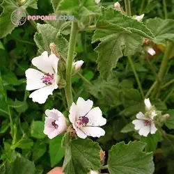 بذر گل پنیرک مارشمالو