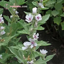 بذر گل پنیرک مارشمالو