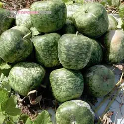 بذر کدو تنبل چارلیستون ببری