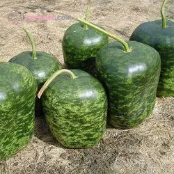 بذر کدو تنبل چارلیستون ببری