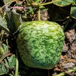 بذر کدو تنبل چارلیستون ببری