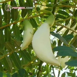 بذر درخت مرغ مگس