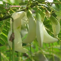 بذر درخت مرغ مگس