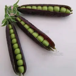 بذر نخود فرنگی بنفش