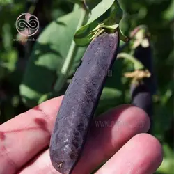 بذر نخود فرنگی بنفش