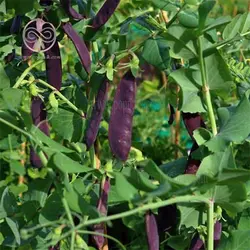 بذر نخود فرنگی بنفش