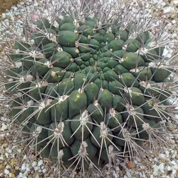 بذر کاکتوس ژیمینو کالسیوم ساگلیونیس