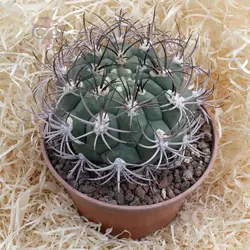 بذر کاکتوس ژیمینو کالسیوم ساگلیونیس