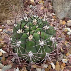 بذر کاکتوس ژیمینو کالسیوم ساگلیونیس