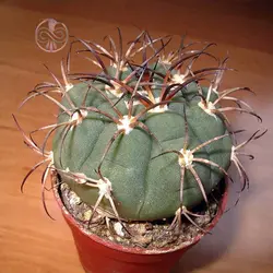 بذر کاکتوس ژیمینو کالسیوم ساگلیونیس