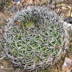 بذر کاکتوس ژیمینو کالسیوم ساگلیونیس