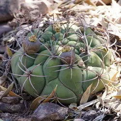 بذر کاکتوس ژیمینو کالسیوم ساگلیونیس