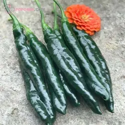 بذر فلفل پسیلا باجیو