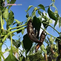 بذر فلفل پسیلا باجیو