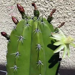 بذر کاکتوس پایه نقری چیچیپ