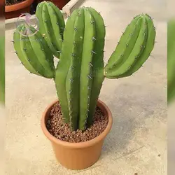 بذر کاکتوس پایه نقری چیچیپ