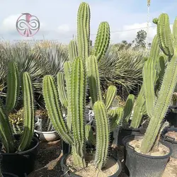 بذر کاکتوس پایه نقری چیچیپ