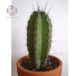 بذر کاکتوس پایه نقری چیچیپ