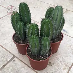 بذر کاکتوس پایه نقری چیچیپ