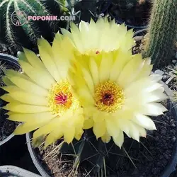 بذر کاکتوس نوتو بوینینگی