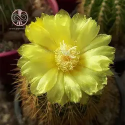 بذر کاکتوس نوتو وارسی