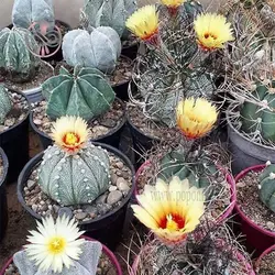 بذر کاکتوس نوتو وارسی