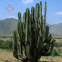 بذر کاکتوس نرایموندیا گیگانتی