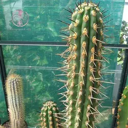 بذر کاکتوس نرایموندیا گیگانتی