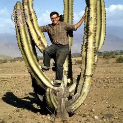 بذر کاکتوس نرایموندیا گیگانتی