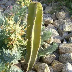 بذر کاکتوس نرایموندیا گیگانتی