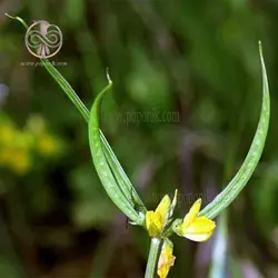 بذر عدس الملک