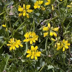 بذر عدس الملک