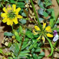 بذر عدس الملک