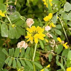 بذر عدس الملک