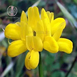 بذر عدس الملک