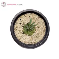 کاکتوس افوربیا آناناسی