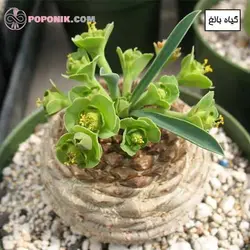 کاکتوس افوربیا آناناسی