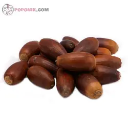 بلوط