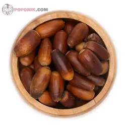 بلوط