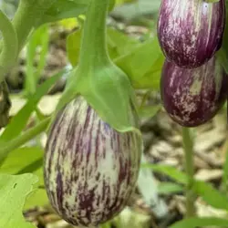 بذر بادمجان زبرا دلمه ای