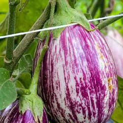 بذر بادمجان زبرا دلمه ای