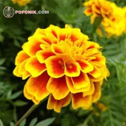 بذر گل جعفری خوراکی