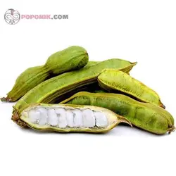 نهال لوبیا بستنی