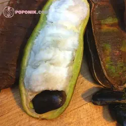 نهال لوبیا بستنی