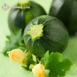 بذر کدو گرد سبز آرزومان