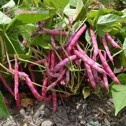 بذر لوبیا چیتی آرزومان