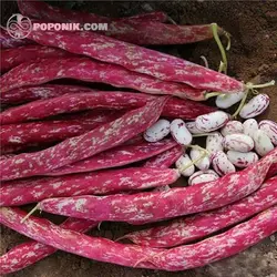 بذر لوبیا چیتی آرزومان