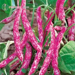 بذر لوبیا چیتی آرزومان