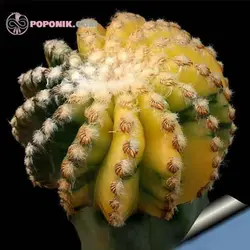 بذر دیسکو کاکتوس ابلق